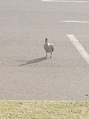 Bostrychia hagedash hagedash