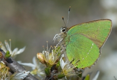 Callophrys rubi