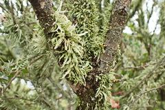 Ramalina celastri
