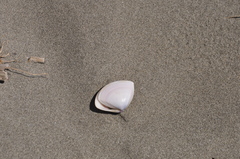 Crassula aequilatera