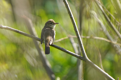 Acrocephalus dumetorum