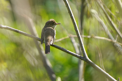 Acrocephalus dumetorum