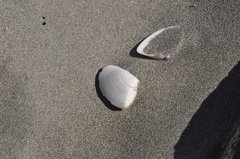 Crassula aequilatera