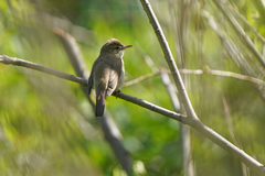 Acrocephalus dumetorum