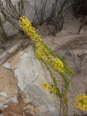 Microdon dubius