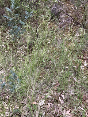 Image of Austrostipa rudis by (c) Thomas Mesaglio, some rights reserved (CC BY)