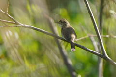 Acrocephalus dumetorum