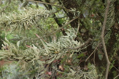Ramalina celastri