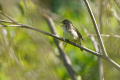 Acrocephalus dumetorum