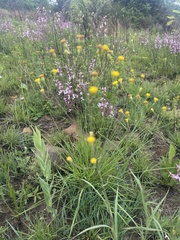 Senecio bupleuroides