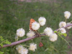 Vachellia gerrardii