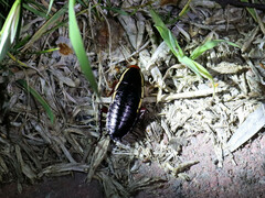 Drymaplaneta communis