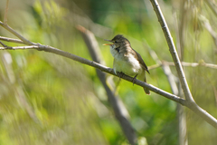 Acrocephalus dumetorum