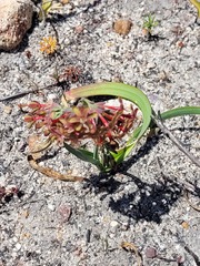 Codonorhiza micrantha