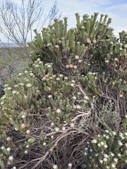 Leucadendron linifolium
