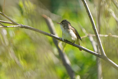 Acrocephalus dumetorum