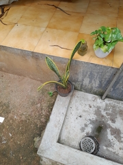 Sansevieria trifasciata