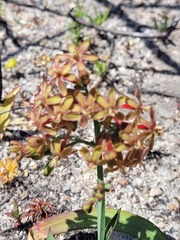 Codonorhiza micrantha