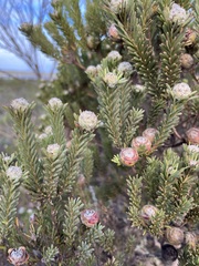 Leucadendron linifolium