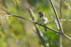 Acrocephalus dumetorum