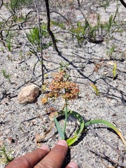 Codonorhiza micrantha