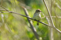 Acrocephalus dumetorum