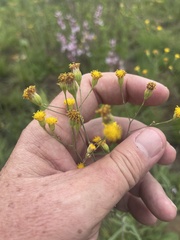 Senecio bupleuroides