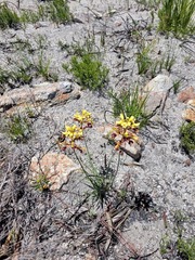 Tritoniopsis parviflora