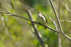 Acrocephalus dumetorum