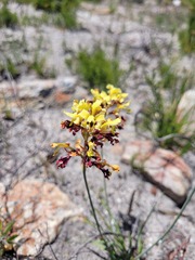 Tritoniopsis parviflora