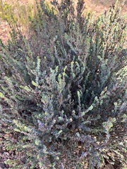 Cliffortia phyllanthoides