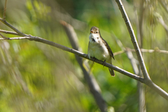 Acrocephalus dumetorum