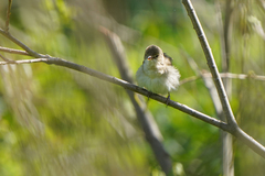 Acrocephalus dumetorum