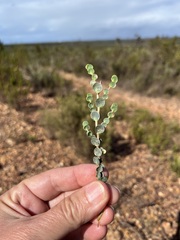 Cliffortia phyllanthoides