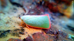 Sanurus