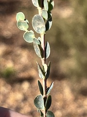 Cliffortia phyllanthoides