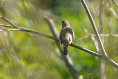 Acrocephalus dumetorum