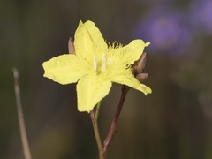 Ornduffia parnassifolia