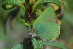 Callophrys rubi