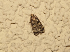 Martyringa latipennis