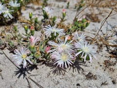 Mesembryanthemum canaliculatum