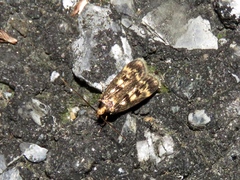 Martyringa latipennis