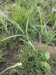 Senecio bupleuroides