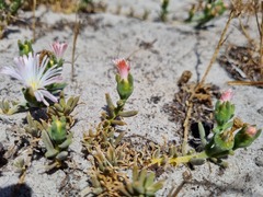 Mesembryanthemum canaliculatum