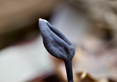 Trichoglossum