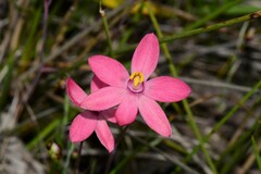 Thelymitra × macmillanii