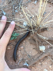 Orthoporus