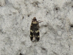 Oegoconia novimundi