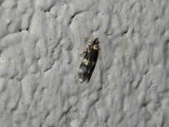 Oegoconia novimundi