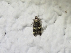 Oegoconia novimundi
